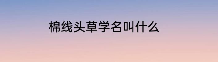 棉线头草学名叫什么