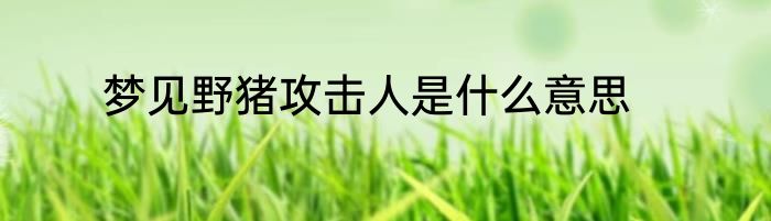 梦见野猪攻击人是什么意思
