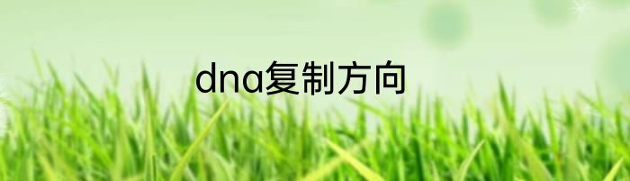 dna复制方向