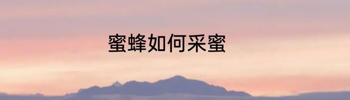 蜜蜂如何采蜜