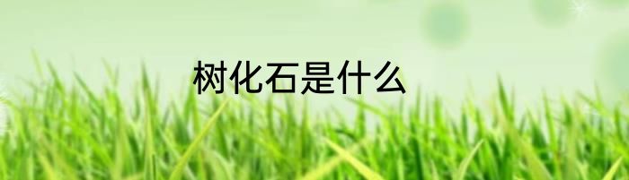 树化石是什么