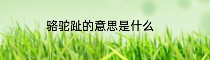 骆驼趾的意思是什么