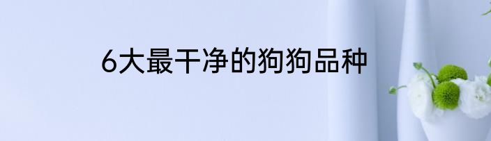 6大最干净的狗狗品种