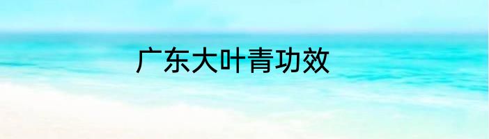 广东大叶青功效