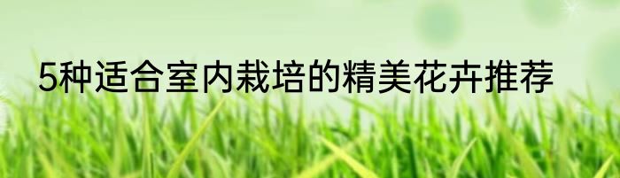 5种适合室内栽培的精美花卉推荐