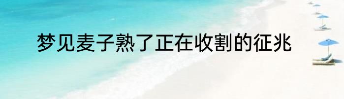 梦见麦子熟了正在收割的征兆