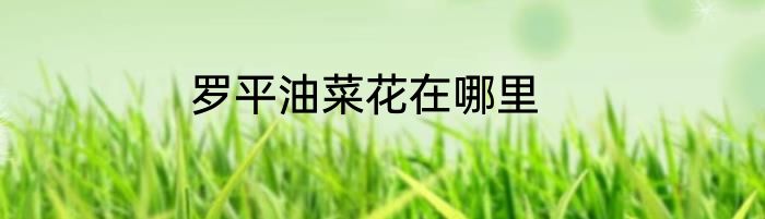 罗平油菜花在哪里