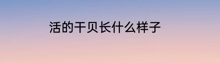 活的干贝长什么样子