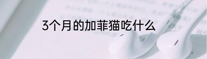 3个月的加菲猫吃什么