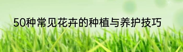 50种常见花卉的种植与养护技巧