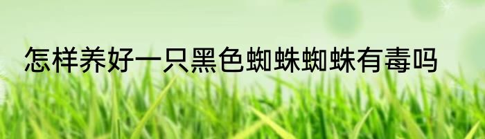 怎样养好一只黑色蜘蛛蜘蛛有毒吗