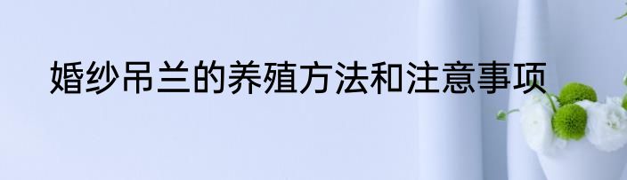 婚纱吊兰的养殖方法和注意事项