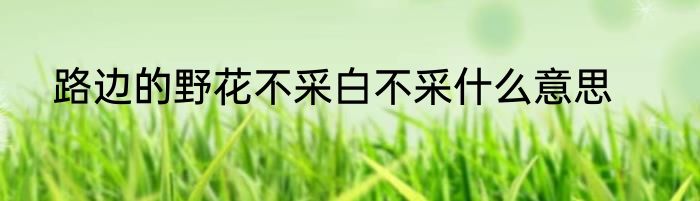 路边的野花不采白不采什么意思