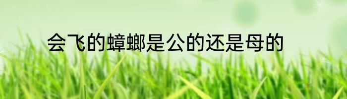 会飞的蟑螂是公的还是母的