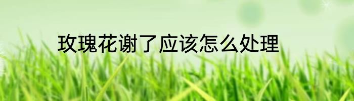 玫瑰花谢了应该怎么处理