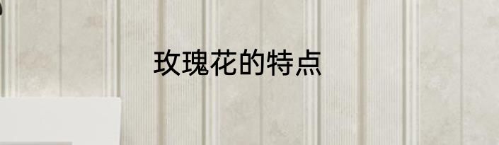玫瑰花的特点
