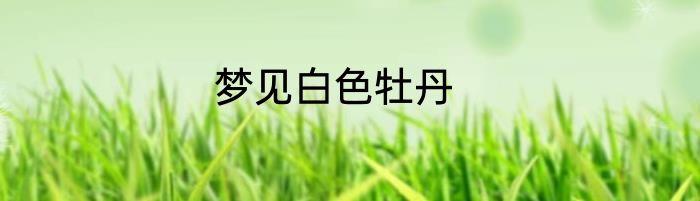 梦见白色牡丹