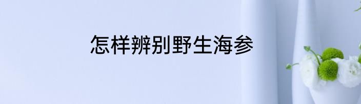 怎样辨别野生海参
