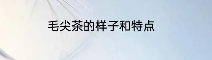 毛尖茶的样子和特点