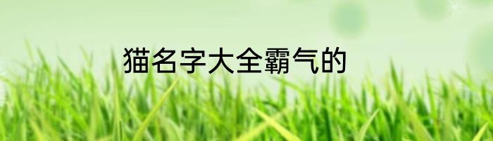 猫名字大全霸气的