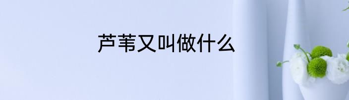 芦苇又叫做什么