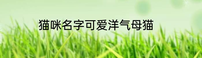 猫咪名字可爱洋气母猫