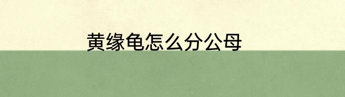 黄缘龟怎么分公母