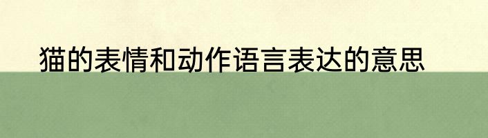 猫的表情和动作语言表达的意思
