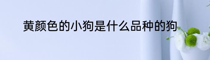 黄颜色的小狗是什么品种的狗