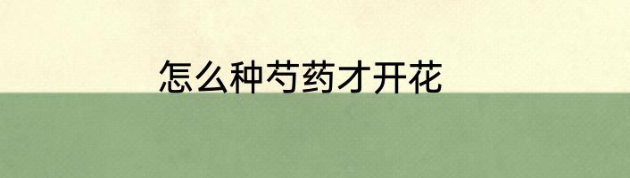 怎么种芍药才开花