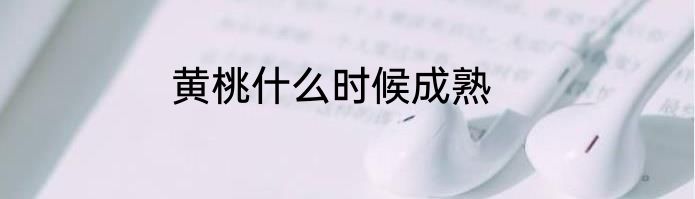 黄桃什么时候成熟