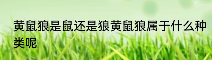 黄鼠狼是鼠还是狼黄鼠狼属于什么种类呢