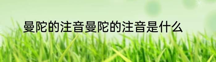 曼陀的注音曼陀的注音是什么