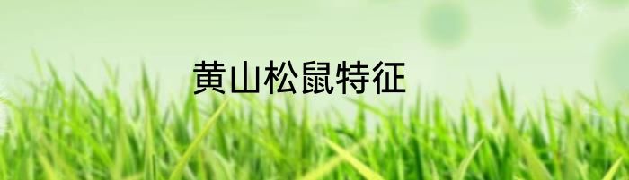 黄山松鼠特征