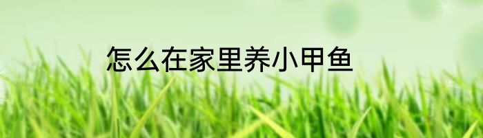 怎么在家里养小甲鱼