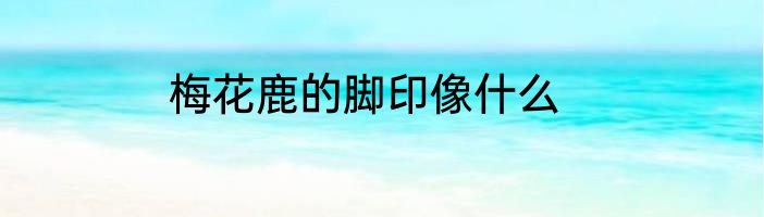 梅花鹿的脚印像什么