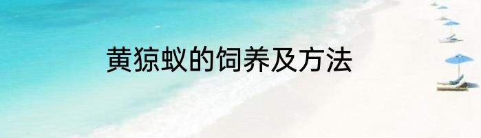 黄猄蚁的饲养及方法