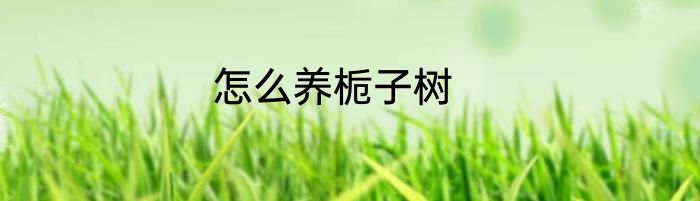 怎么养栀子树