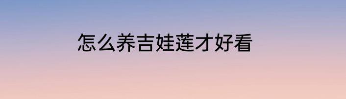 怎么养吉娃莲才好看