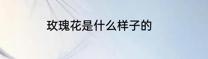 玫瑰花是什么样子的