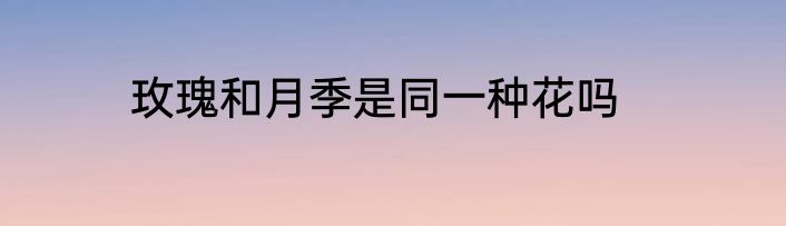 玫瑰和月季是同一种花吗