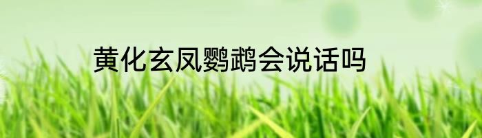 黄化玄凤鹦鹉会说话吗