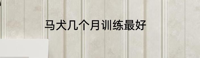 马犬几个月训练最好