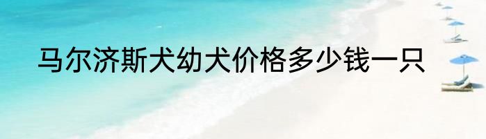 马尔济斯犬幼犬价格多少钱一只