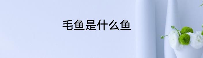 毛鱼是什么鱼