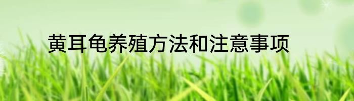 黄耳龟养殖方法和注意事项