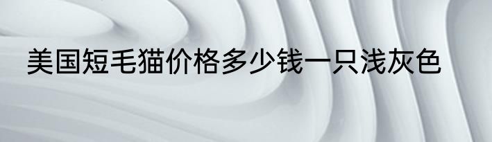 美国短毛猫价格多少钱一只浅灰色