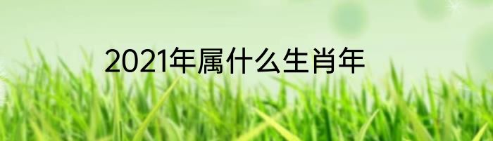 2021年属什么生肖年