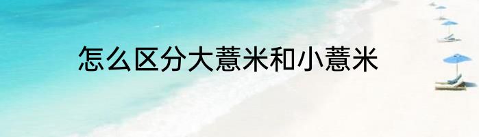 怎么区分大薏米和小薏米