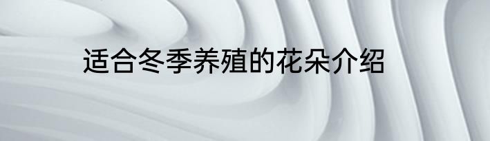 适合冬季养殖的花朵介绍
